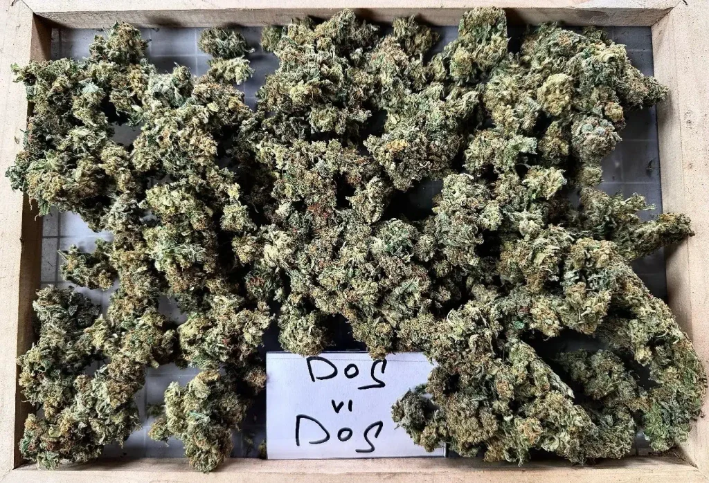 WEEDS AMNESIA